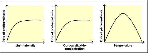 light and carbon dioxide increase then level off, temperature increases to optimum temp then decreases