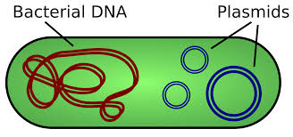 plasmids: are smaller loops of DNA